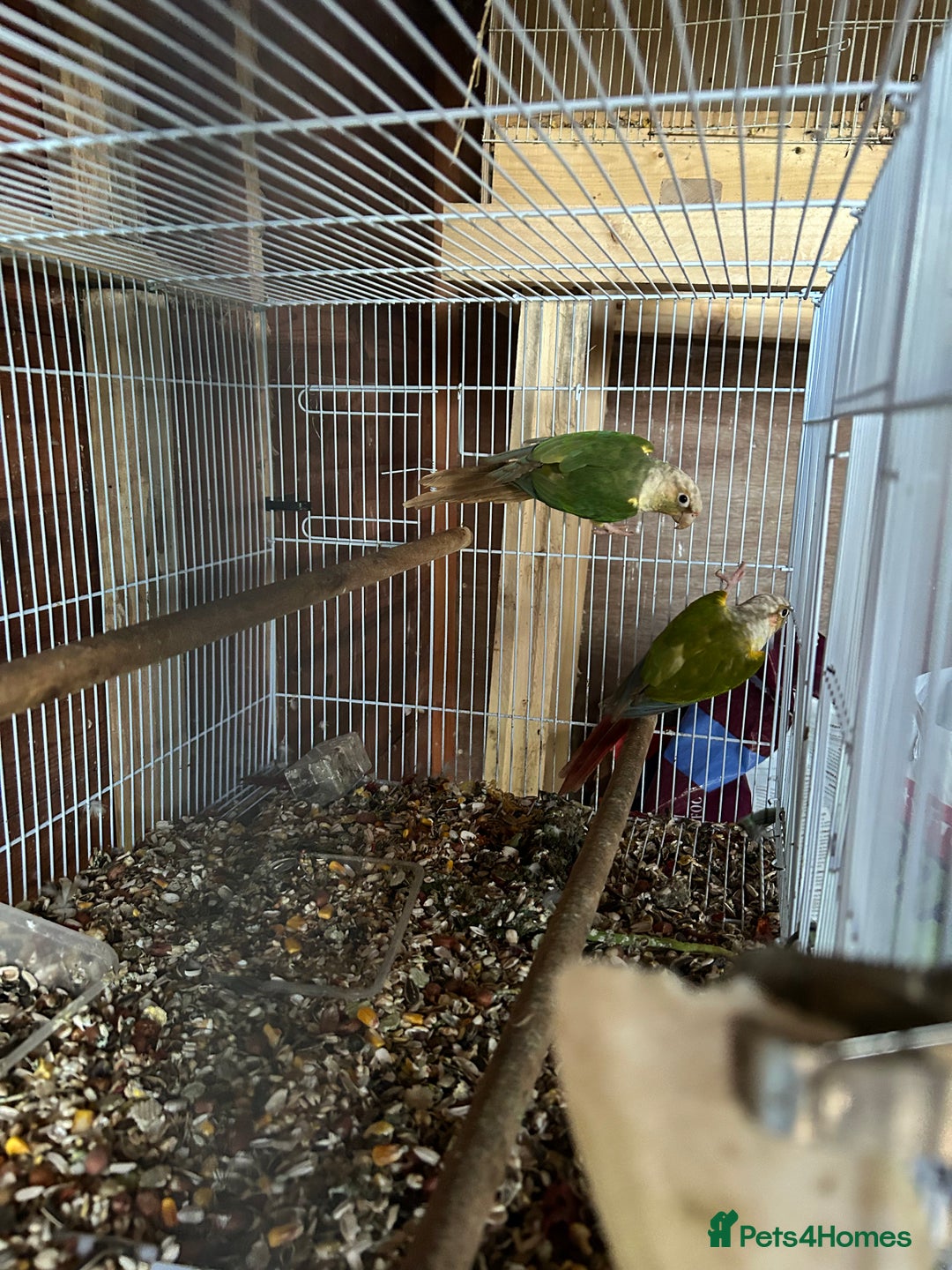 Ringnecks birds for sale: Ringnick proven breeding pairs  - Advert 5