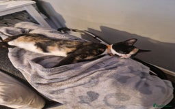 Mixed Breed cats for sale: Gorgeous calico kitten.. please read description  - Image 8