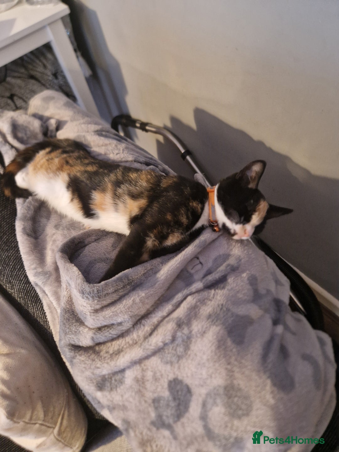 Mixed Breed cats for sale: Gorgeous calico kitten.. please read description  - Image 8