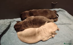 Pug dogs for sale: PEDIGREE PUG PUPPIES  - Advert 8