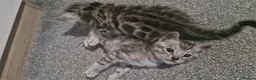 Bengal cats for sale: TICA Snow & Silver Health Tested Bengal Kittens - Advert 8