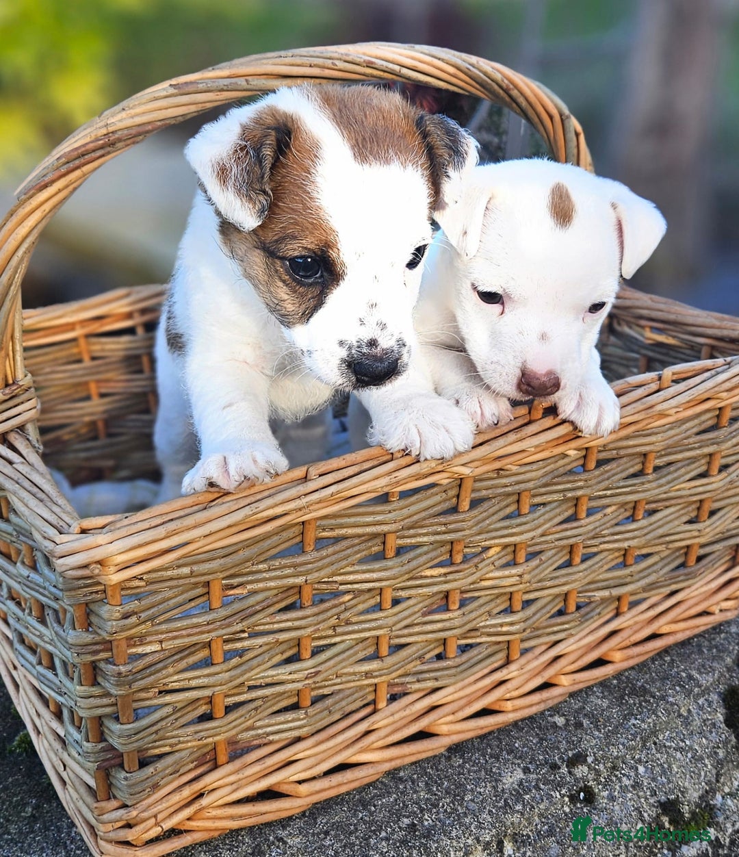 Jack Russell dogs for sale: Tremendous JRT boys  - Image 5