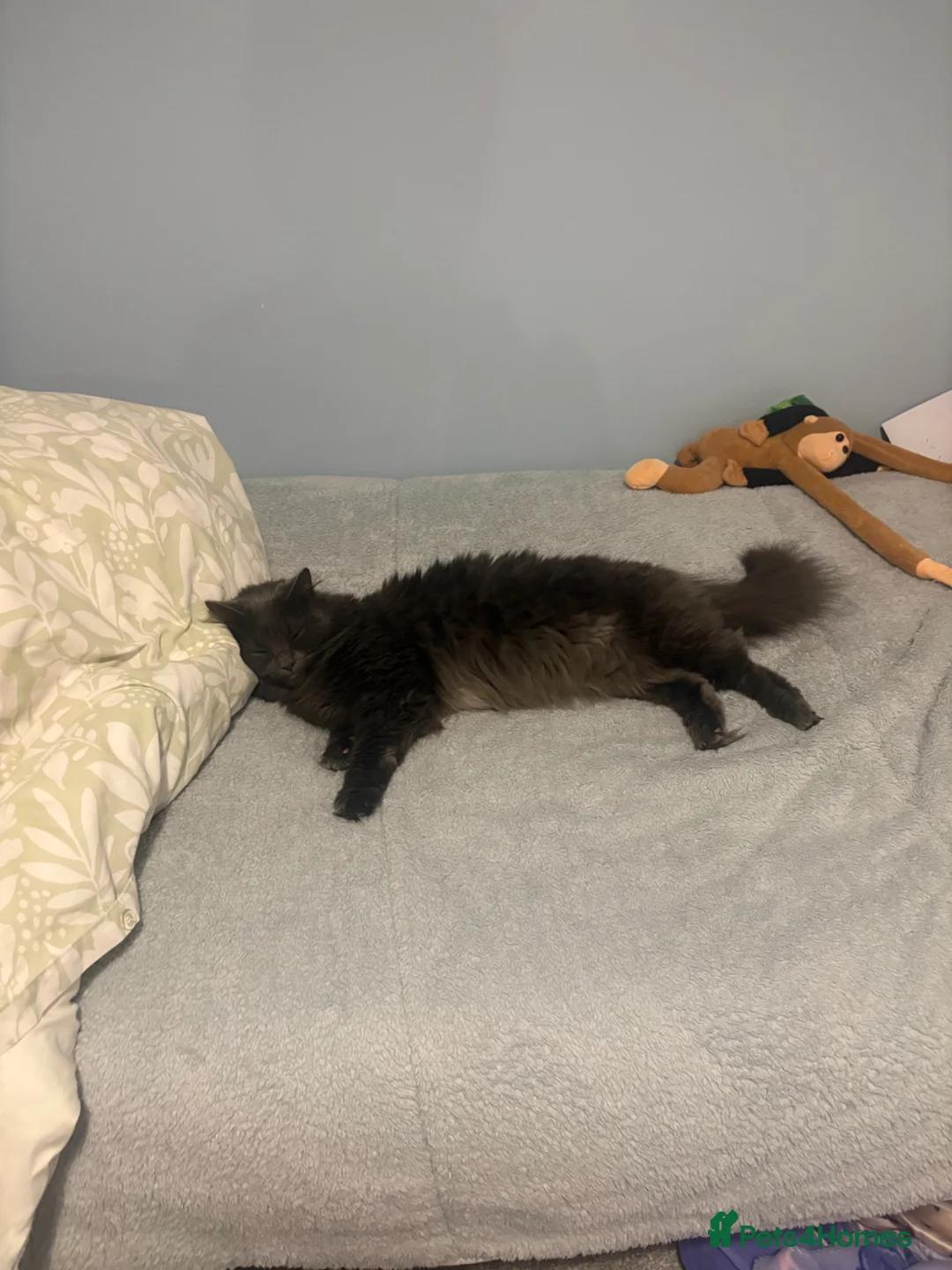 Mixed Breed cats for sale: Willow 3 yrs old Maine coon mix  in Cambridge - Advert 2