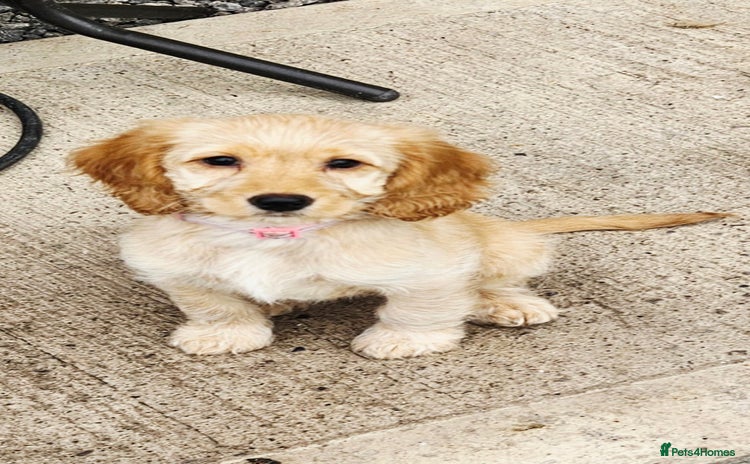 Cockapoo dogs - Advert 1