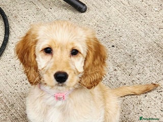 Cockapoo dogs Beautiful Cockapoos - Advert 4