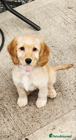 Cockapoo dogs - Advert 1