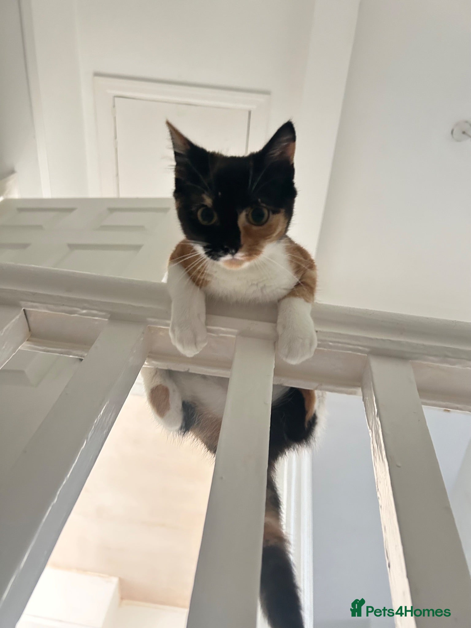 Mixed Breed cats Rehoming female kitten - Advert 2