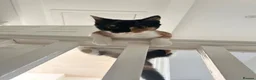 Mixed Breed cats for sale: Rehoming female kitten in Newport - Advert 1