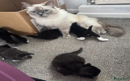 Ragdoll cats for sale: Half Ragdoll male kitten Last one  - Image 5