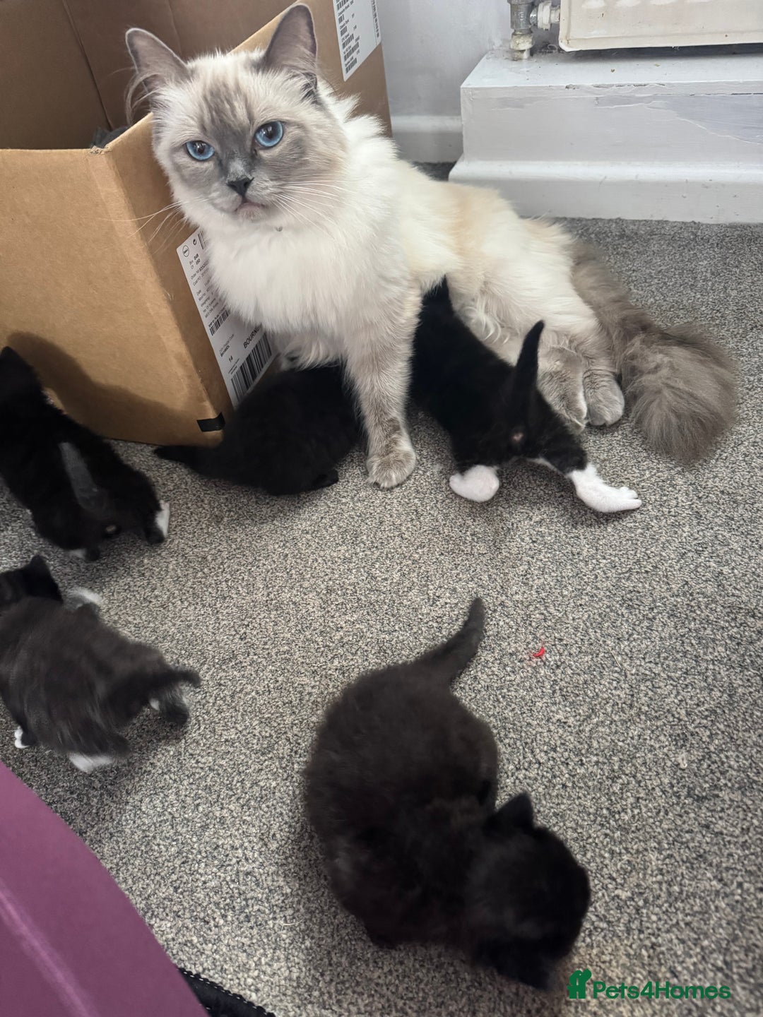 Ragdoll cats for sale: Half Ragdoll male kitten Last one  - Image 5
