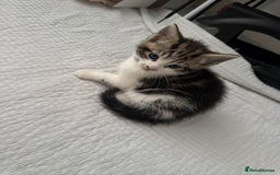 Domestic Shorthair cats for sale: 5 Playful Tuxedo & Black Kittens – Ready Now - Image 16