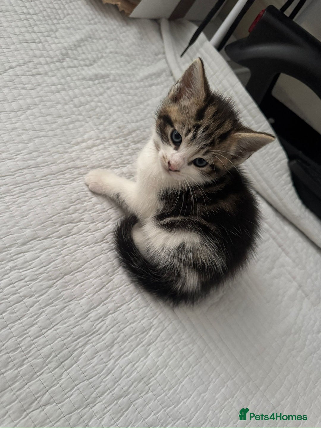 Domestic Shorthair cats for sale: 5 Playful Tuxedo & Black Kittens – Ready Now - Image 16