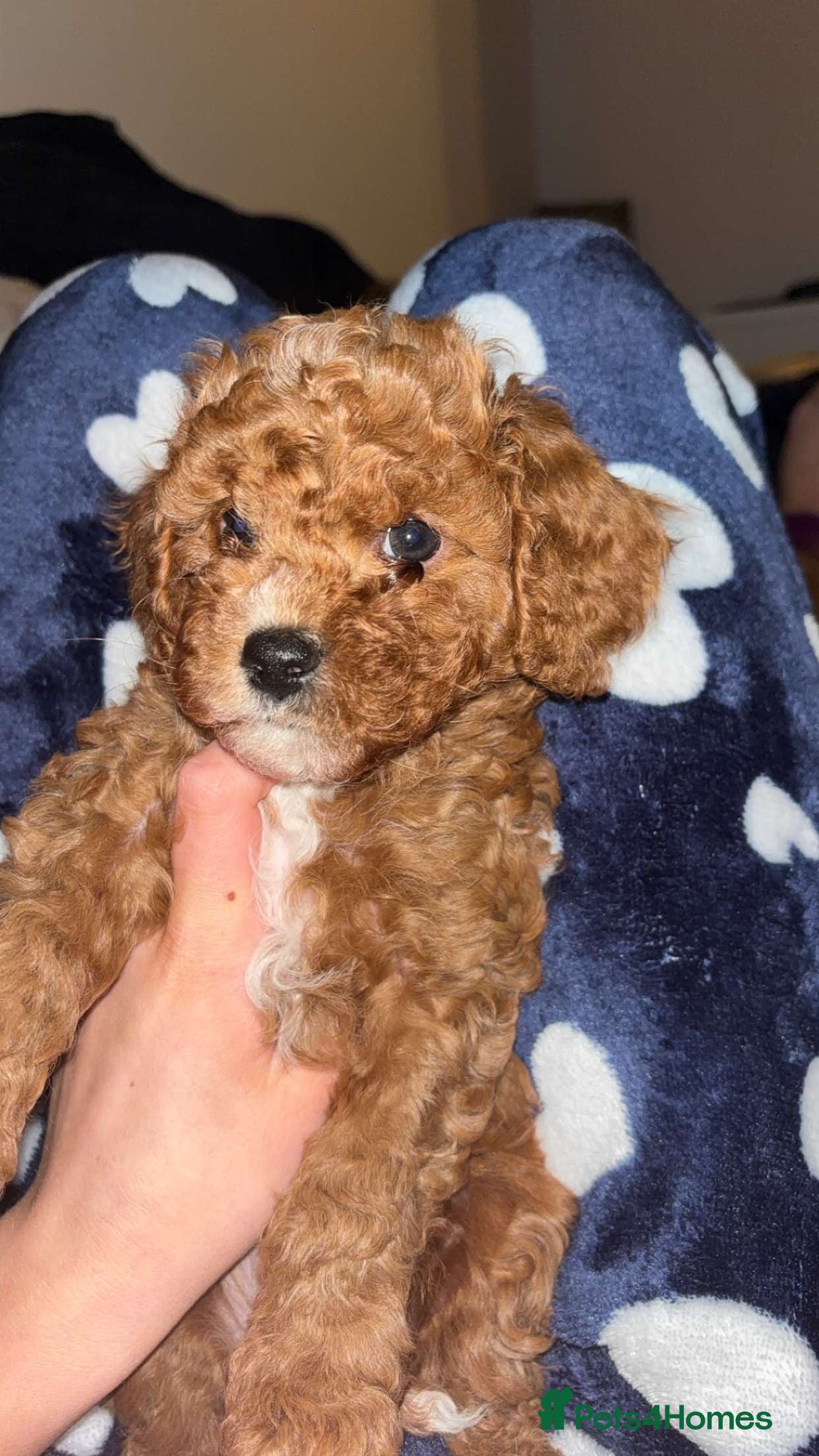 Cavapoo dogs Cavapoo F1B LAST GIRL AVAILABLE ♥️ - Advert 17