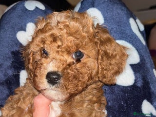 Cavapoo dogs Cavapoo F1B LAST GIRL AVAILABLE ♥️ - Advert 5