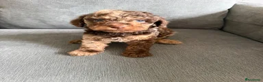 Cavapoo 5