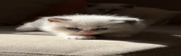 Ragdoll cats for sale: Exceptional Quality Ragdoll Kittens  - Advert 11