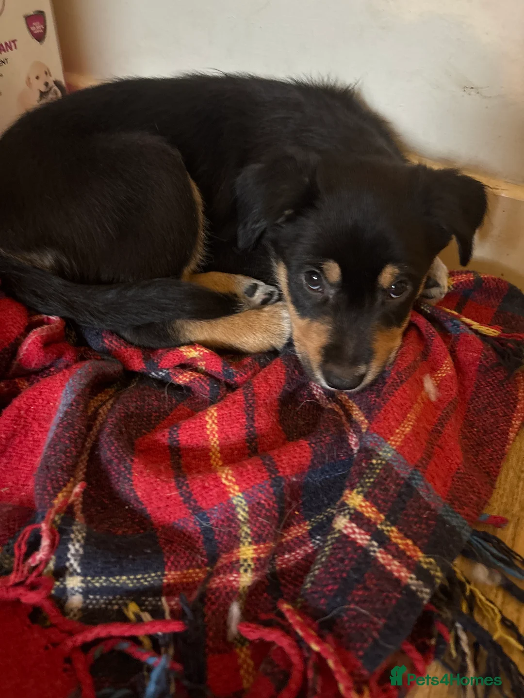 Mixed Breed dogs for sale: Collie x New Zealand hunt away  - Advert 11