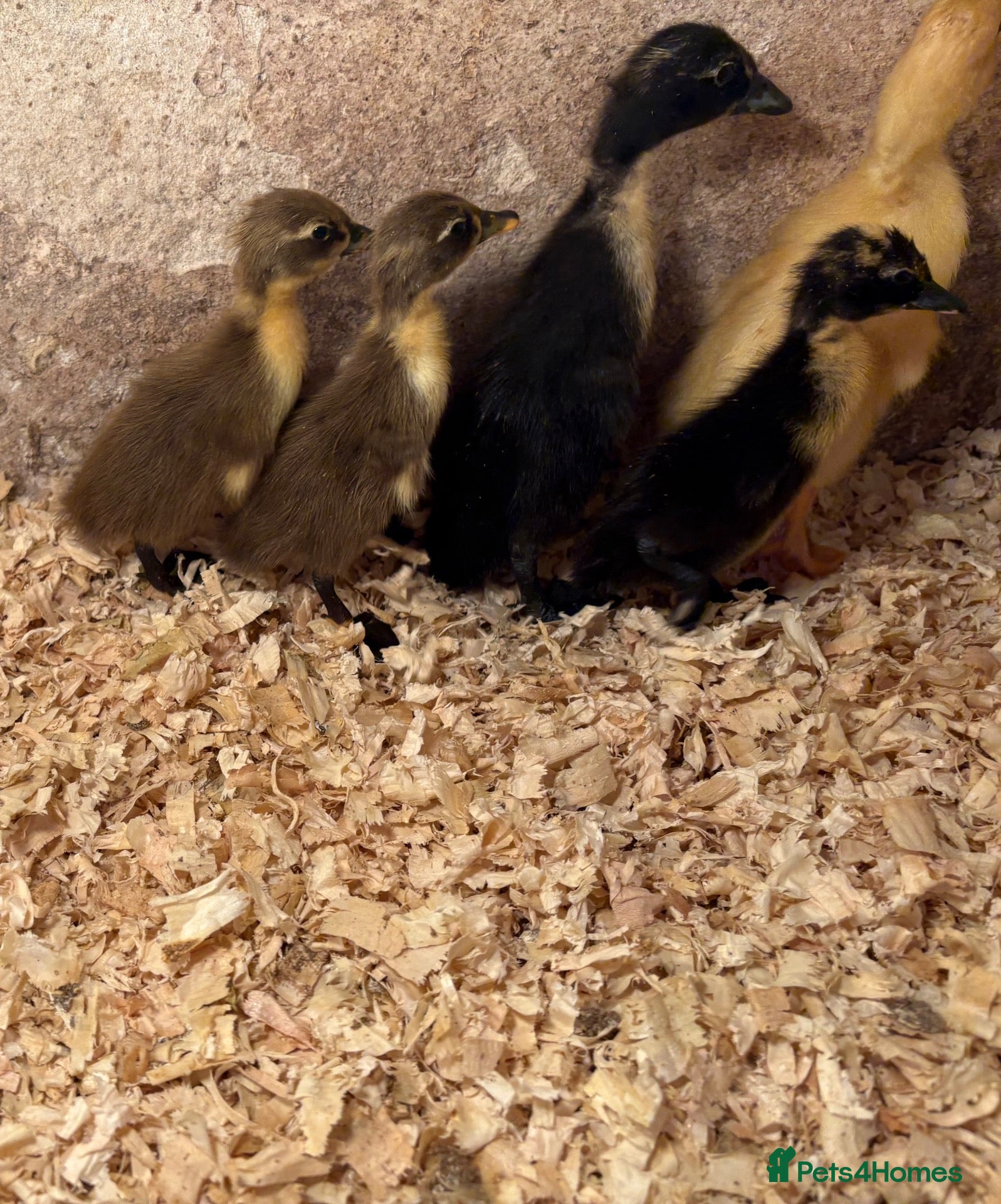 Ducks poultry Indian runner ducklings available  - Advert 2