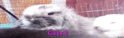 Mini Lop rabbits for sale: Mini Lop Bunnies Ready to leave 12/05 - Advert 15