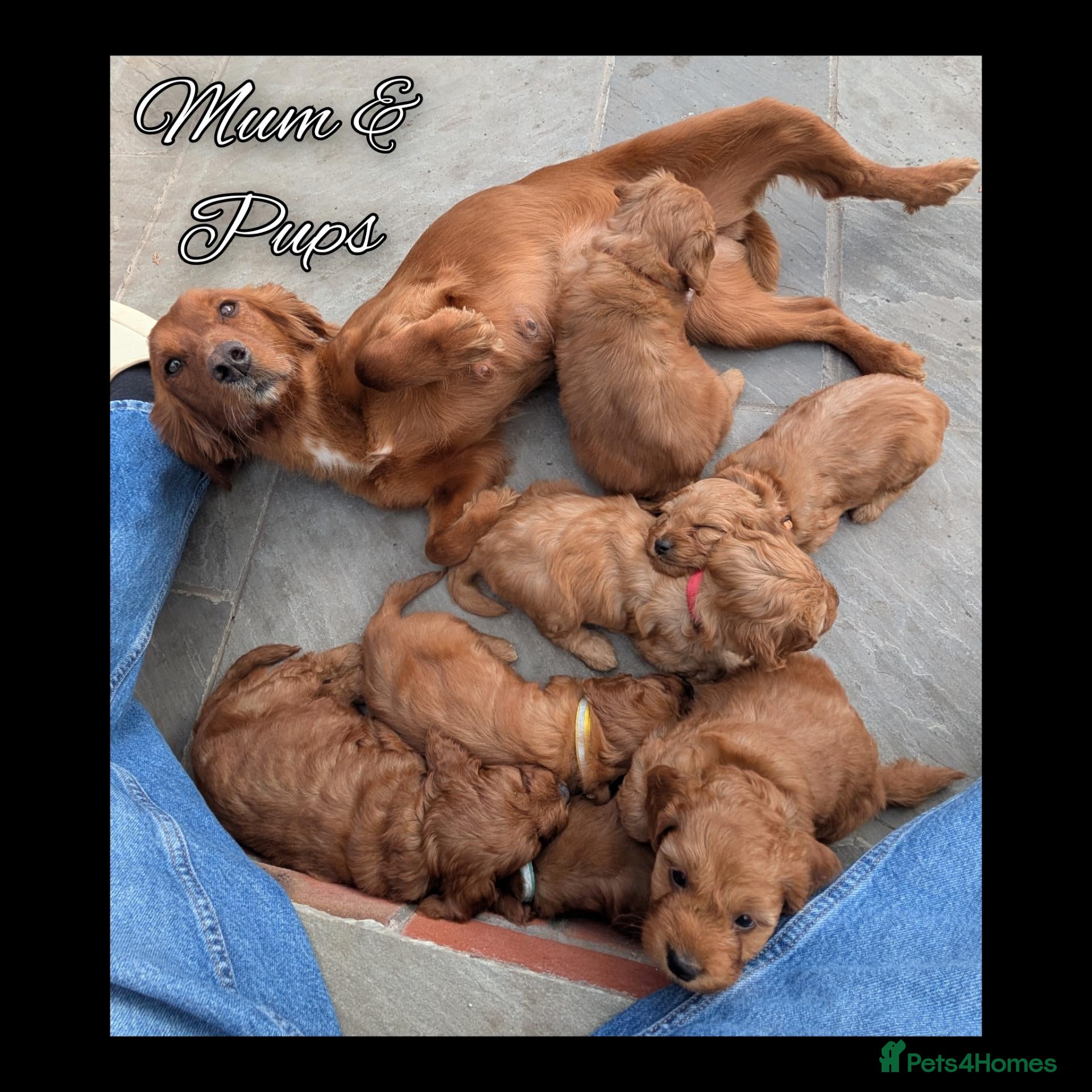 Cockapoo dogs 6 x Red Cockapoo Girls For Sale - Advert 2
