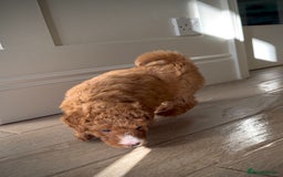 Mixed Breed dogs for sale: Health Tested miniature Goldendoodles  - Image 11