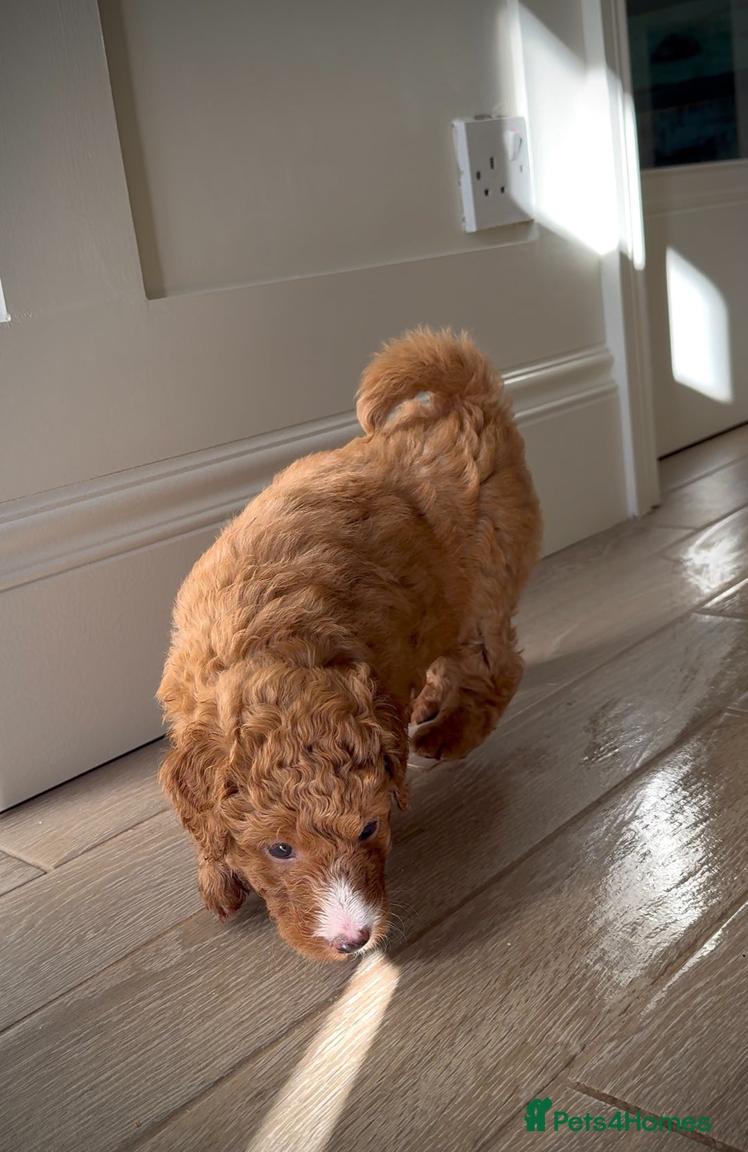 Mixed Breed dogs for sale: Health Tested miniature Goldendoodles  - Image 11