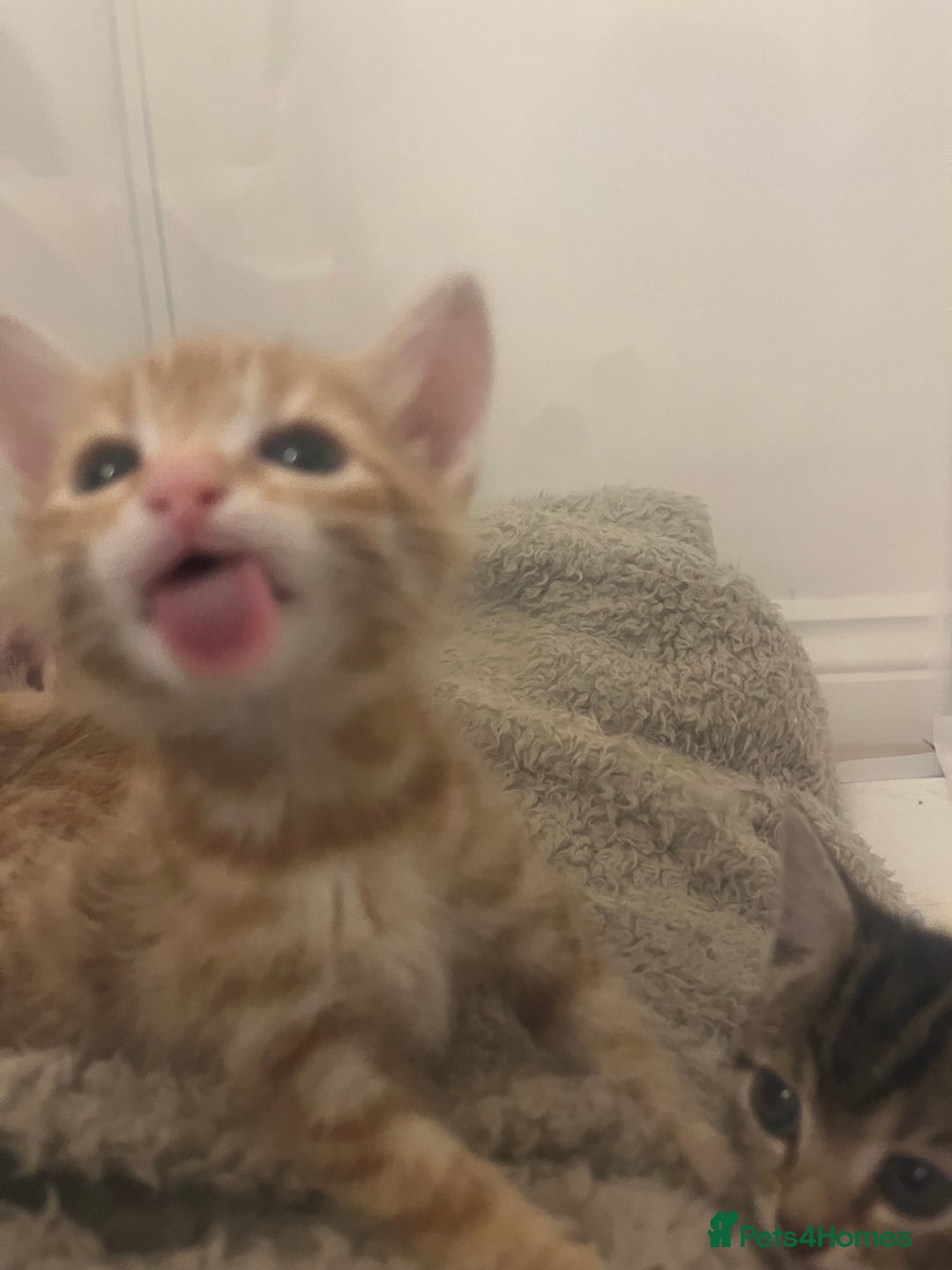 Bengal cats for sale: 🧡🖤Cinnamon & Smokey bengals🖤🧡 - Image 11