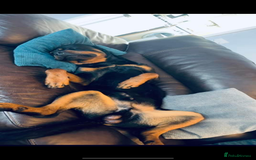 Rottweiler dogs for sale: Beautiful litter of 6 boys - Image 22