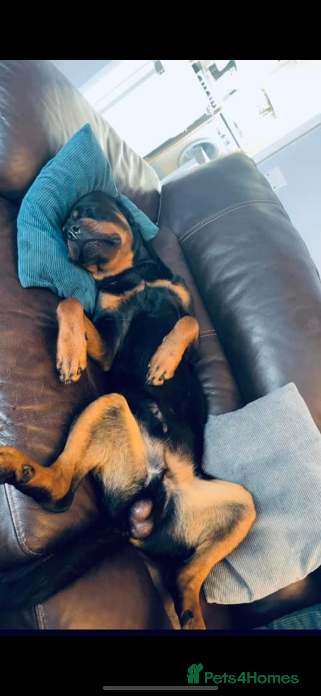 Rottweiler dogs for sale: Beautiful litter of 6 boys - Image 22
