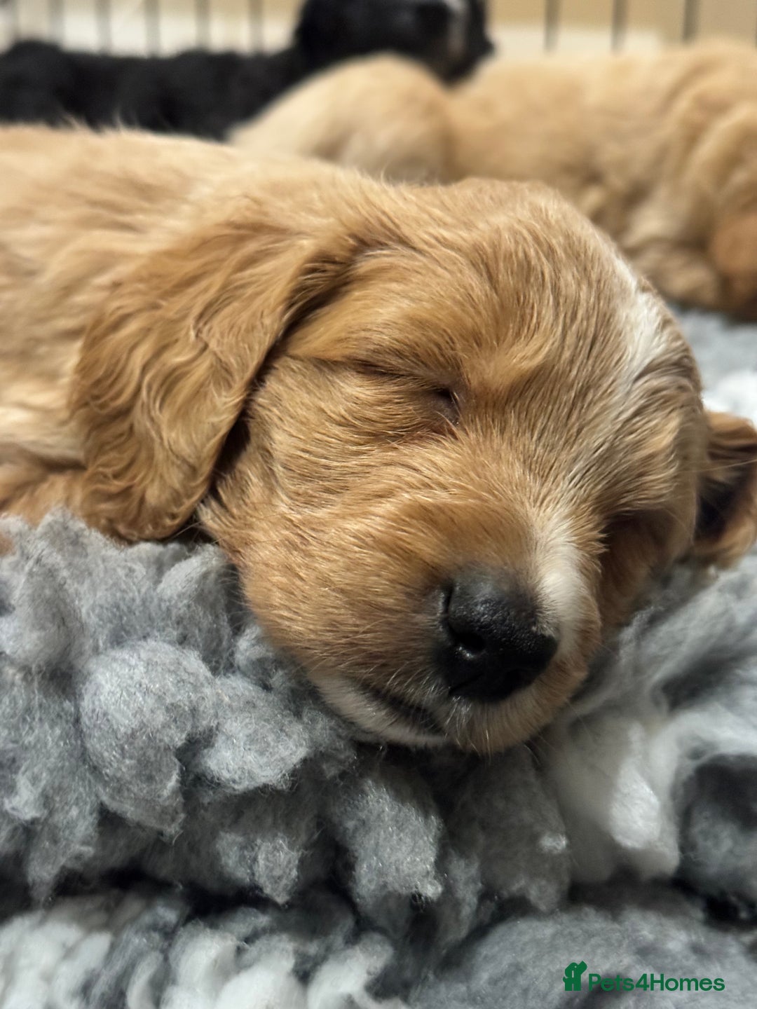 Mixed Breed dogs for sale: Golden Bernedoodles 🐶 - Advert 7