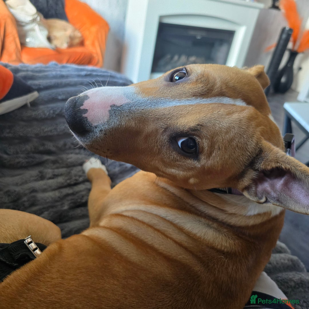 Mixed Breed dogs for sale: Dog for sale - Image 8