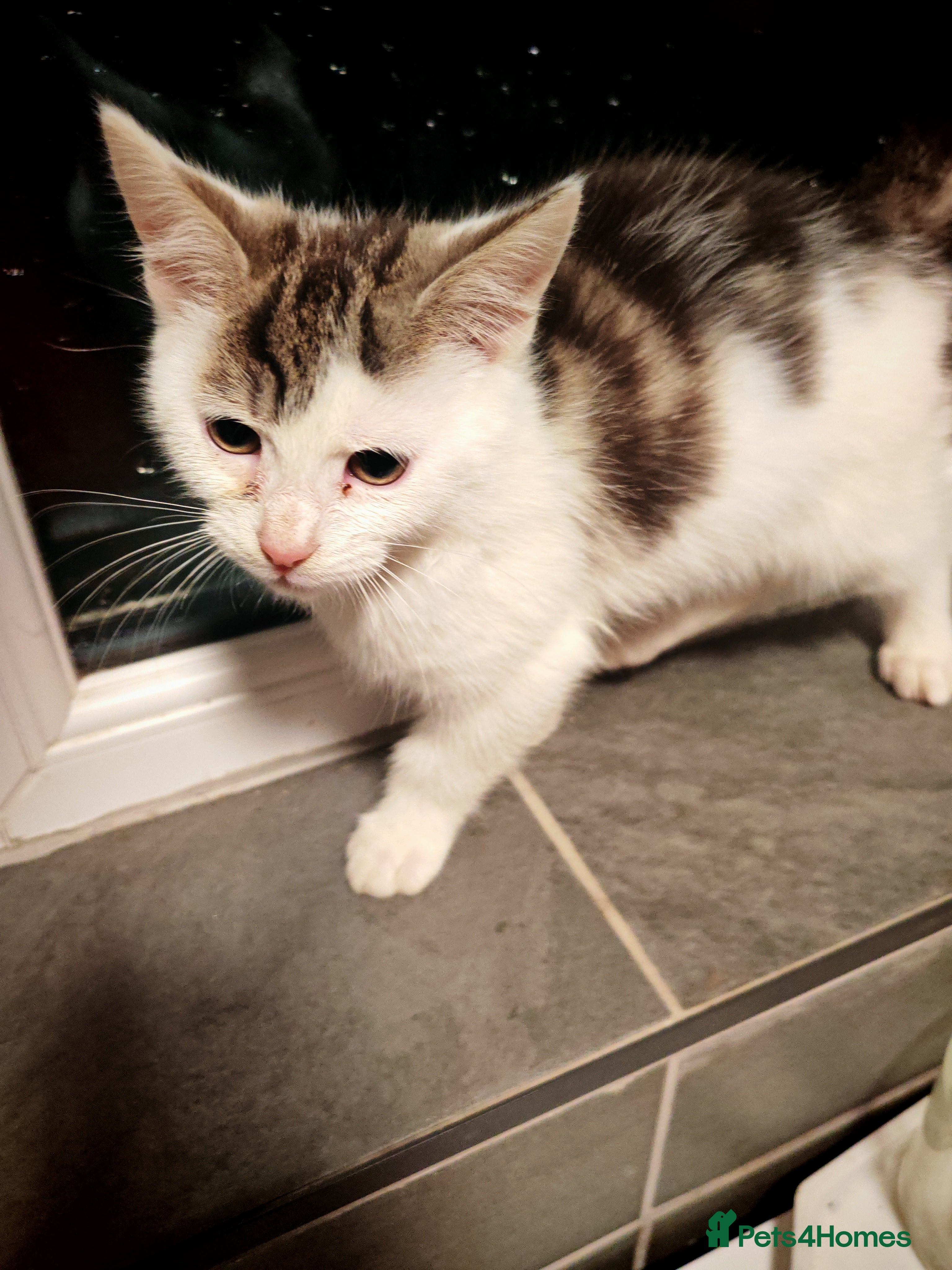 Mixed Breed cats Kittens  - Advert 1