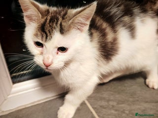 Mixed Breed cats Kittens - Advert 1