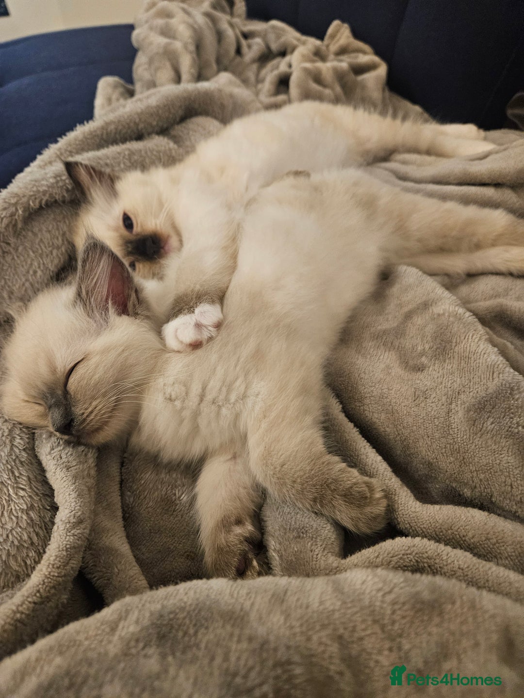 Ragdoll cats for sale: 2 beautiful ragdoll kittens for sale 9 weeks old - Image 8