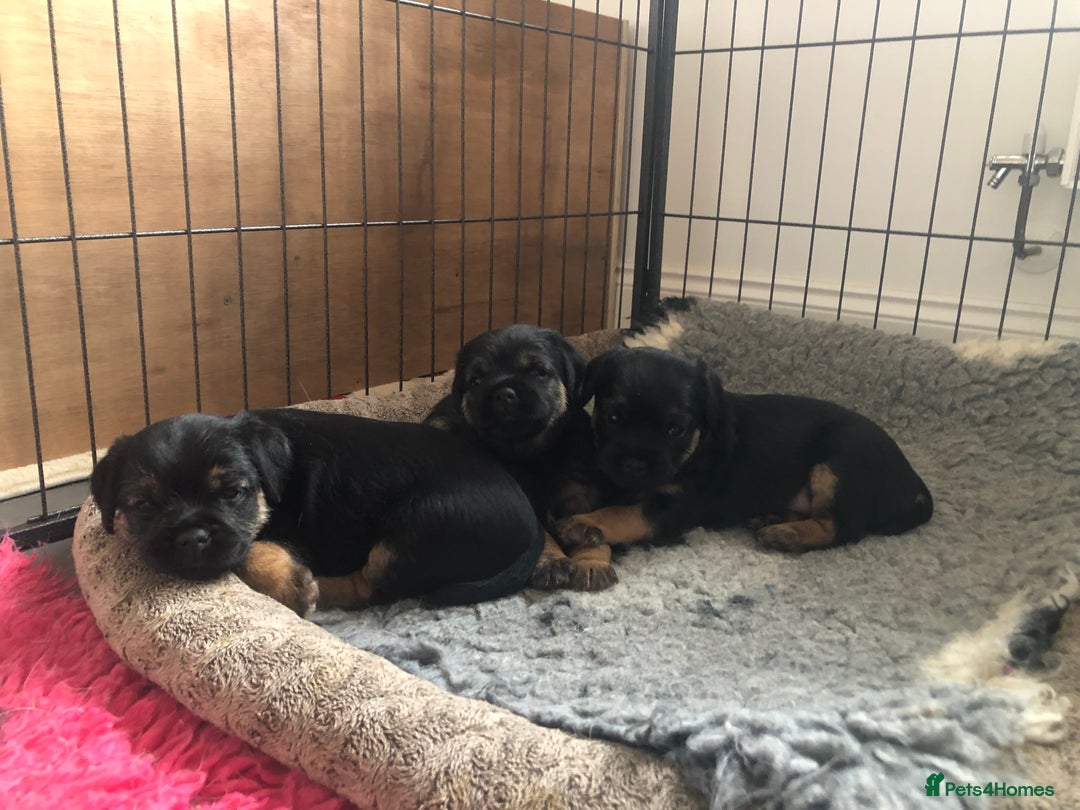 Border Terrier dogs for sale: KC reg Border Terrier Puppies for sale  - Advert 2