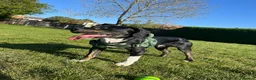 Mixed Breed dogs for sale: buddy needs a forever home - Advert 5
