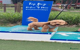 Poochon dogs for stud: Poochon Stud - Image 4