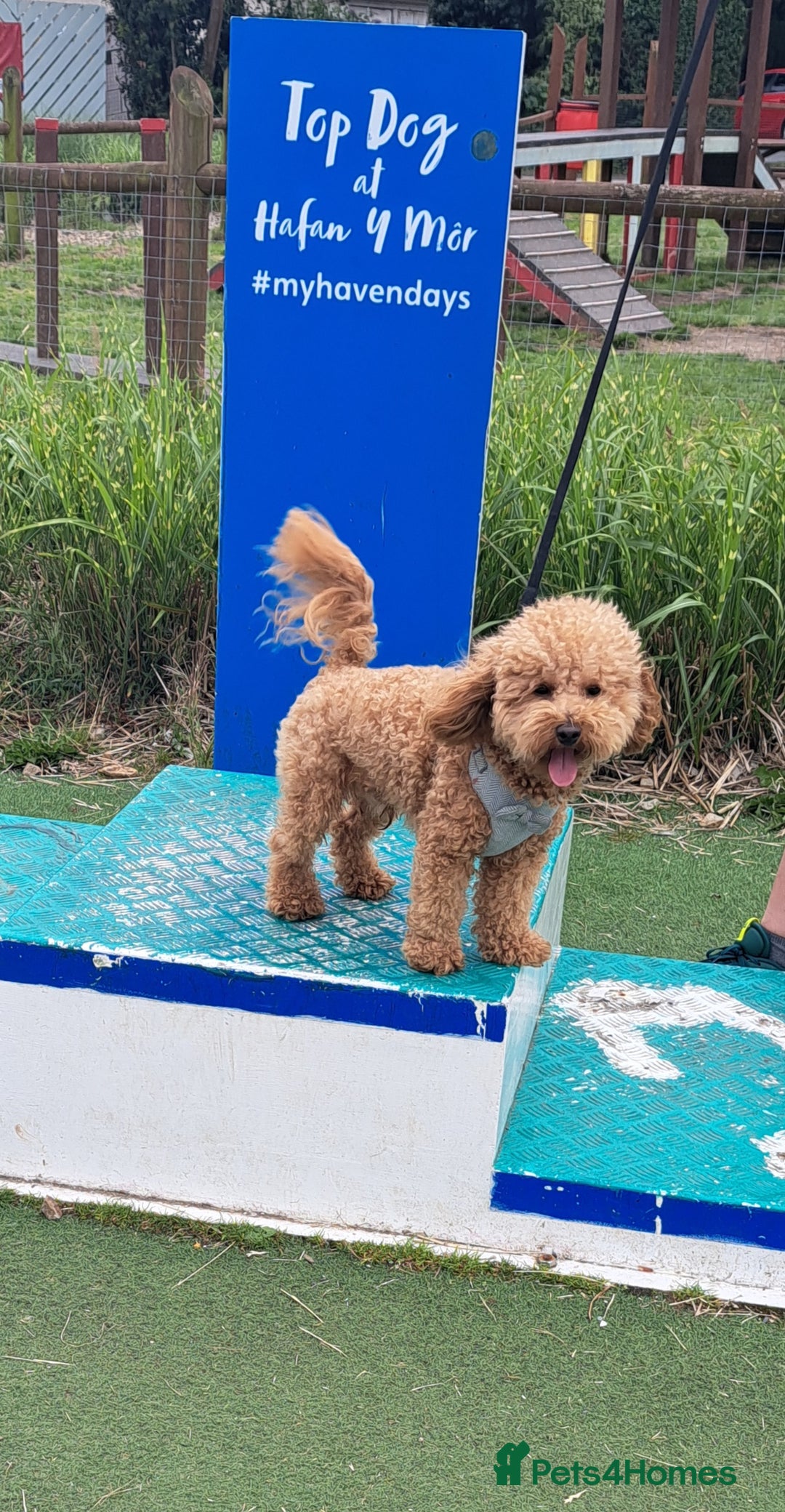 Poochon dogs for stud: Poochon Stud - Image 4