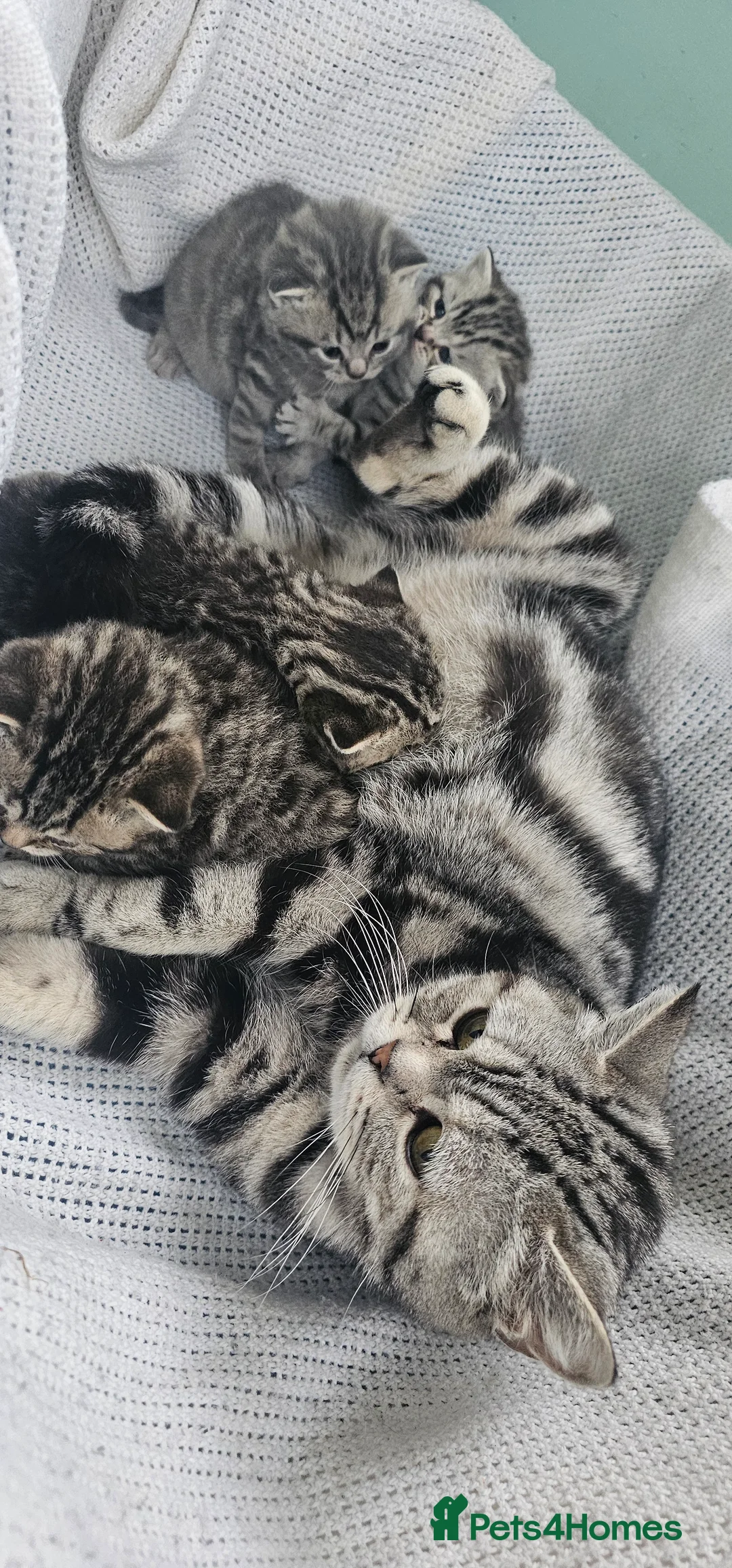 British Shorthair cats for sale: Beautiful Silver british shorthair kittens  - Advert 16