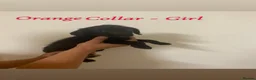 Labradoodle dogs for sale: Beautiful F1 Labradoodle Puppies for Sale🐾 - Advert 10