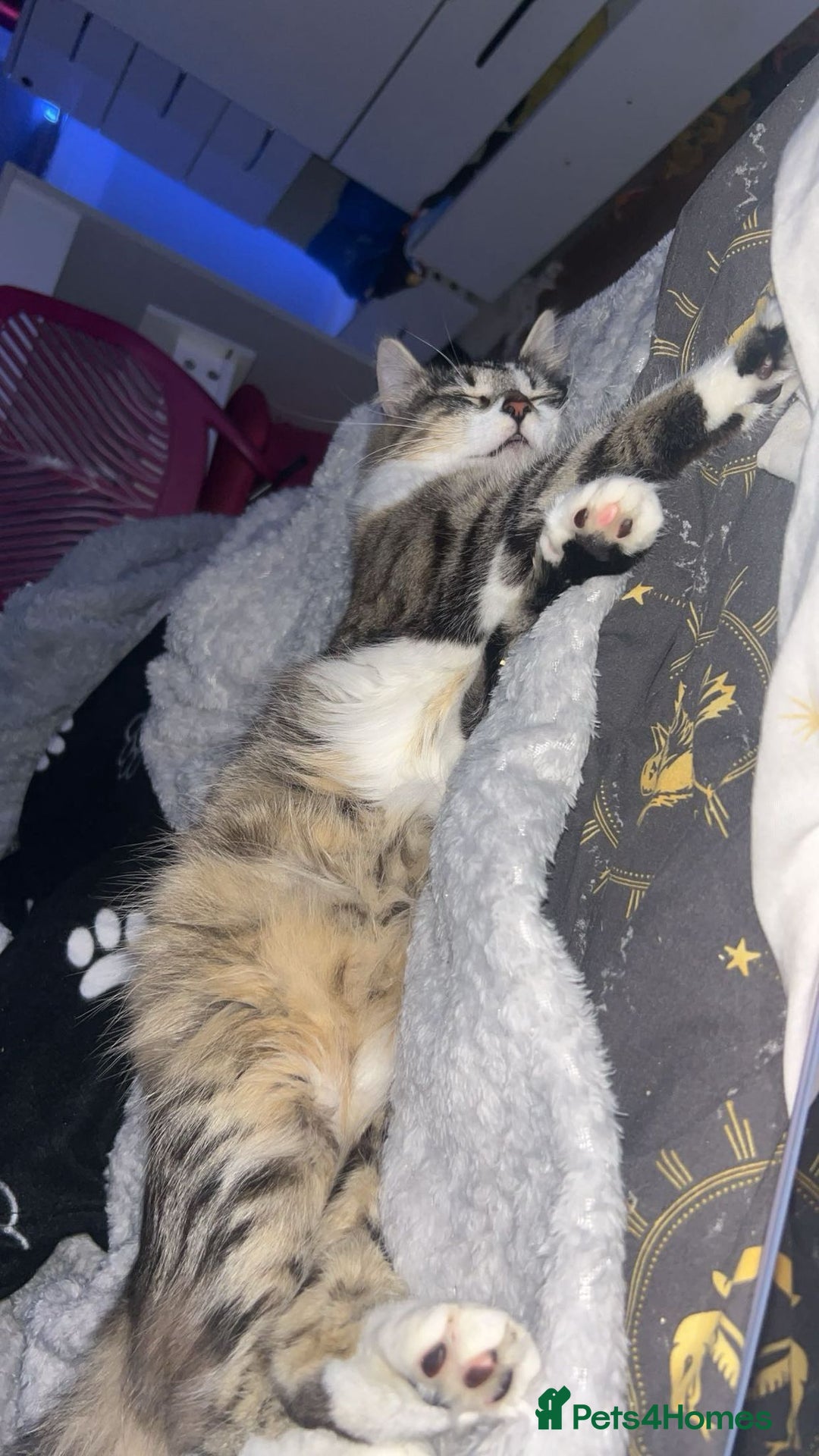 Mixed Breed cats for sale: Beautiful kittens 3 girls 1 boy  - Image 25