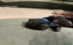 French Bulldog dogs for sale: 7 beautiful male French bull dog pups - Image 3