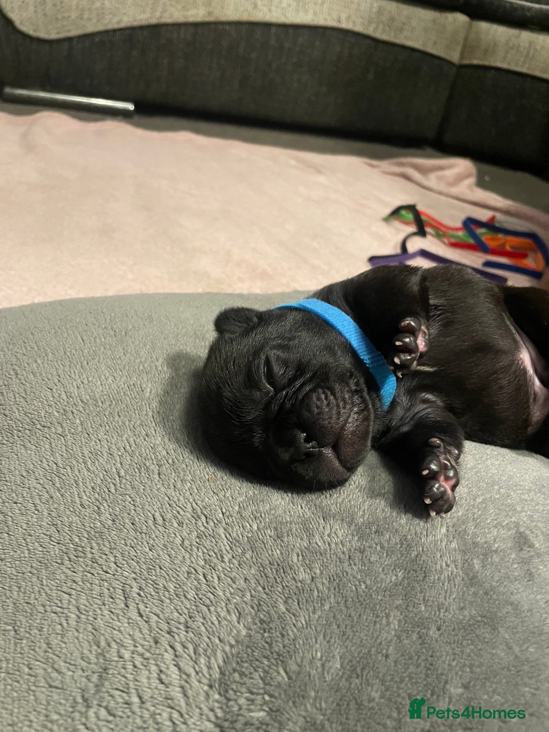 French Bulldog dogs for sale: 7 beautiful male French bull dog pups - Image 3