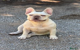 French Bulldog dogs for sale: French bull dog puppies male  - Image 3