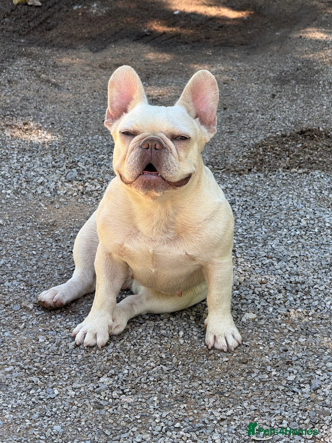 French Bulldog dogs for sale: French bull dog puppies male  - Image 3
