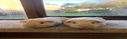 Guinea Pig rodents for sale: Sweet Pair of Baby Short Coated Guinea Pig Boars - Advert 2