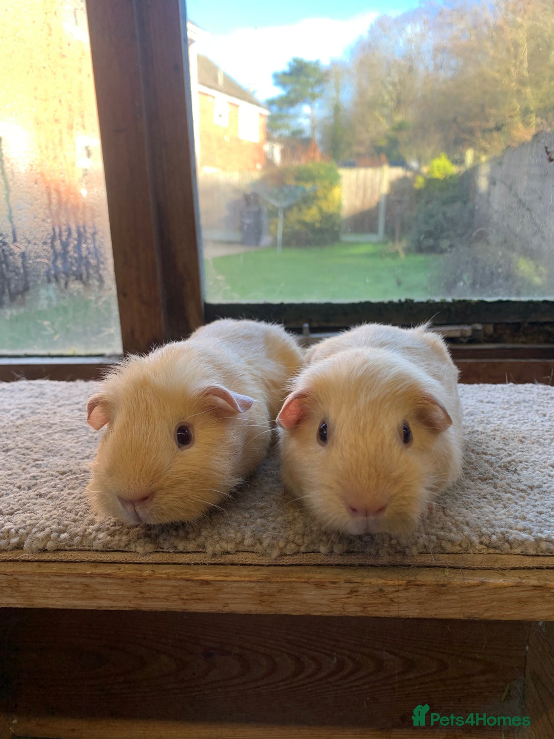 Guinea Pig rodents for sale: Sweet Pair of Baby Short Coated Guinea Pig Boars - Advert 2