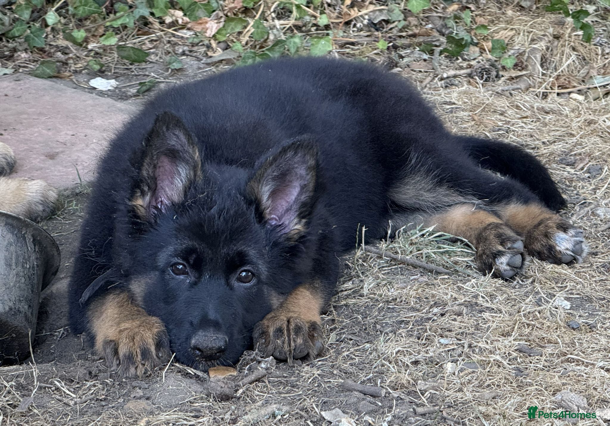 German Shepherd dogs Quality Longcoat Pups With Health tested Parents  - Advert 2