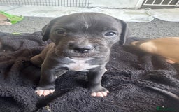 Mixed Breed dogs for sale: Pups for sale - Image 3