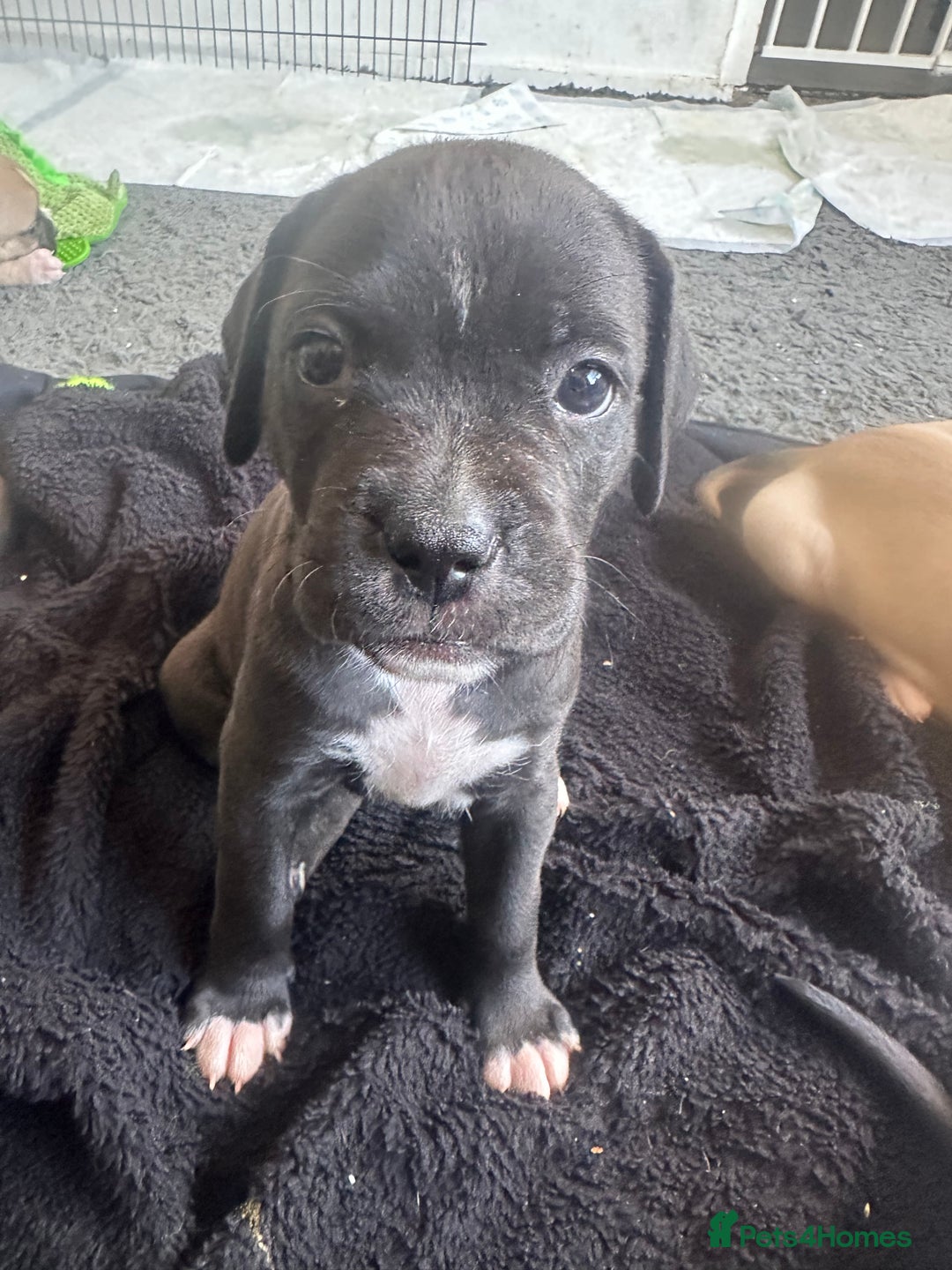 Mixed Breed dogs for sale: Pups for sale - Image 3